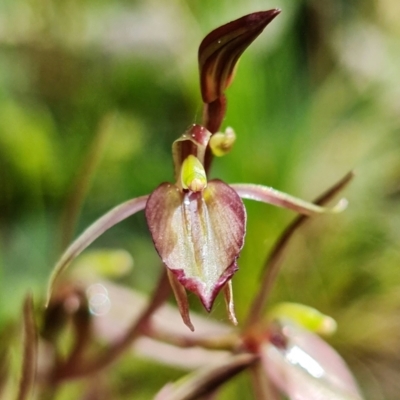 Cyrtostylis reniformis (Common Gnat Orchid) at Acton, ACT - 9 Sep 2021 by RobG1