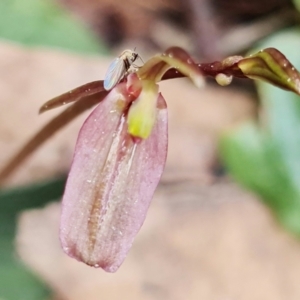 Cyrtostylis reniformis at suppressed - 9 Sep 2021