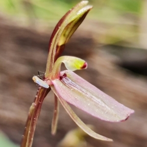 Cyrtostylis reniformis at suppressed - 9 Sep 2021