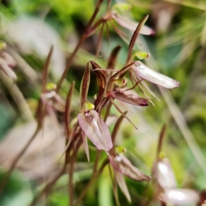 Cyrtostylis reniformis at suppressed - 9 Sep 2021