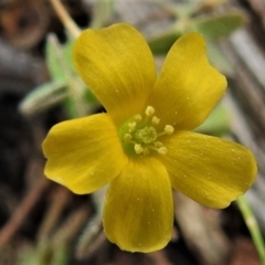 Oxalis (genus) (Wood Sorrel) at Tralee, ACT - 9 Sep 2021 by JohnBundock