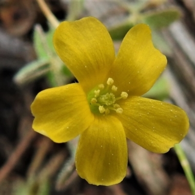 Oxalis sp. (Wood Sorrel) at Tralee, ACT - 9 Sep 2021 by JohnBundock