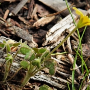 Oxalis sp. at Tralee, ACT - 9 Sep 2021 01:59 PM