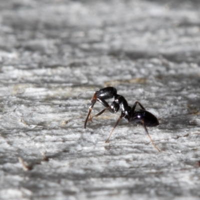 Ochetellus glaber (Black House Ant) at Holt, ACT - 9 Sep 2021 by Roger