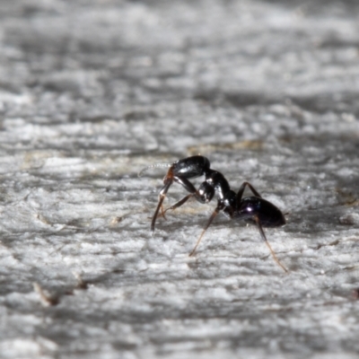 Ochetellus glaber (Black House Ant) at Kama - 9 Sep 2021 by Roger