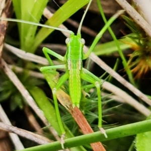 Caedicia simplex at Acton, ACT - 9 Sep 2021 11:27 AM