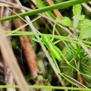 Caedicia simplex at Acton, ACT - 9 Sep 2021