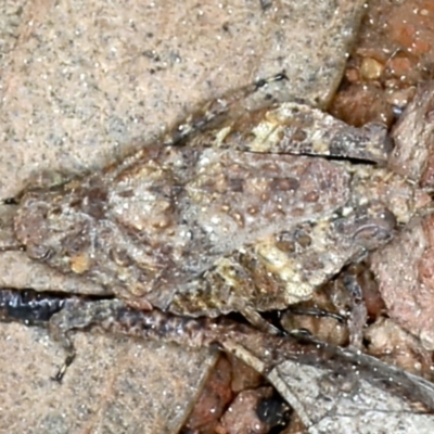 Tetrigidae (family) (Pygmy grasshopper) at Mount Majura - 9 Sep 2021 by jb2602