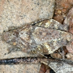 Tetrigidae (family) at Downer, ACT - 9 Sep 2021