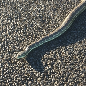 Morelia spilota mcdowelli at Evans Head, NSW - 9 Sep 2021