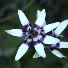 Wurmbea dioica subsp. dioica (Early Nancy) at Downer, ACT - 9 Sep 2021 by jb2602