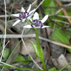 Wurmbea dioica subsp. dioica at Downer, ACT - 9 Sep 2021