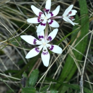 Wurmbea dioica subsp. dioica at Downer, ACT - 9 Sep 2021 11:21 AM