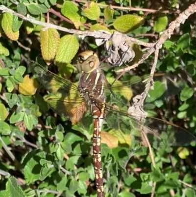 Adversaeschna brevistyla (Blue-spotted Hawker) at Murrumbateman, NSW - 9 Sep 2021 by SimoneC