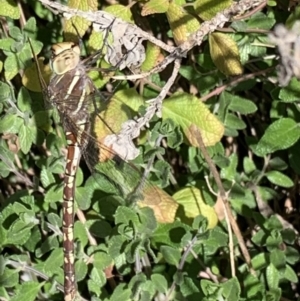 Adversaeschna brevistyla at Murrumbateman, NSW - 9 Sep 2021