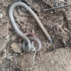 Aprasia parapulchella (Pink-tailed Worm-lizard) at Lake George, NSW - 9 Sep 2021 by MPennay