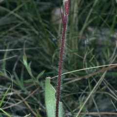 Caladenia actensis (Canberra Spider Orchid) at Mount Majura - 9 Sep 2021 by jb2602