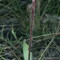 Caladenia actensis (Canberra Spider Orchid) at Downer, ACT by jbromilow50