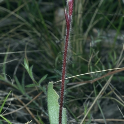 Caladenia actensis (Canberra Spider Orchid) at Downer, ACT by jbromilow50