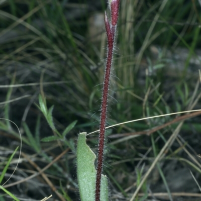 Caladenia actensis (Canberra Spider Orchid) at Mount Majura - 9 Sep 2021 by jb2602