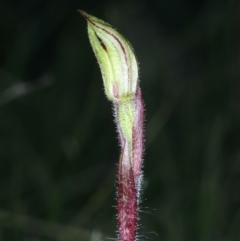 Caladenia actensis at suppressed - suppressed