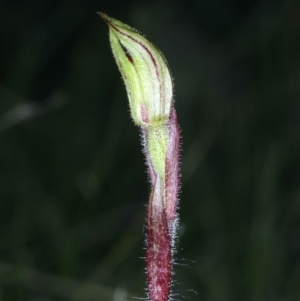Caladenia actensis at suppressed - 9 Sep 2021