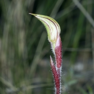 Caladenia actensis at suppressed - suppressed