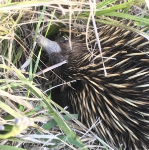 Tachyglossus aculeatus at Evans Head, NSW - 9 Sep 2021