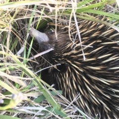 Tachyglossus aculeatus (Short-beaked Echidna) at Evans Head, NSW - 9 Sep 2021 by Claw055