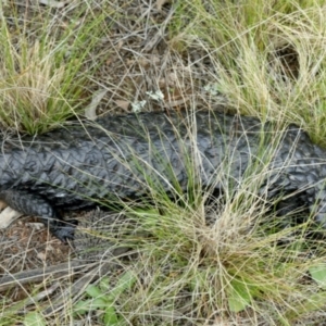 Tiliqua rugosa at Downer, ACT - 9 Sep 2021