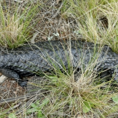 Tiliqua rugosa (Shingleback Lizard) at Mount Majura - 9 Sep 2021 by jb2602