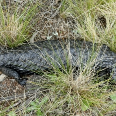 Tiliqua rugosa (Shingleback Lizard) at Downer, ACT - 9 Sep 2021 by jb2602