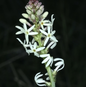 Stackhousia monogyna at Downer, ACT - 9 Sep 2021 11:27 AM