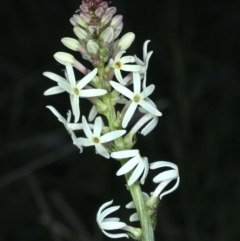 Stackhousia monogyna (Creamy Candles) at Downer, ACT - 9 Sep 2021 by jbromilow50