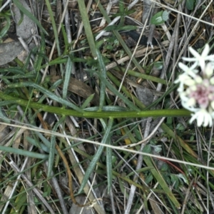 Stackhousia monogyna at Downer, ACT - 9 Sep 2021 11:27 AM