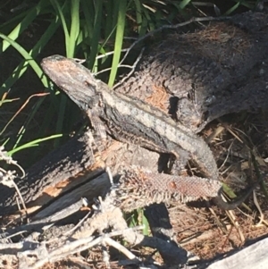 Pogona barbata at Evans Head, NSW - suppressed