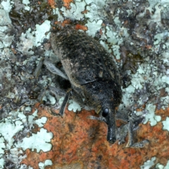 Larinus latus at Downer, ACT - 9 Sep 2021