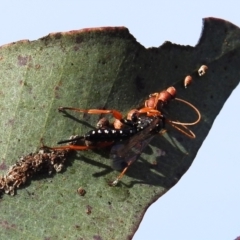 Echthromorpha intricatoria (Cream-spotted Ichneumon) at Lions Youth Haven - Westwood Farm A.C.T. - 9 Sep 2021 by HelenCross