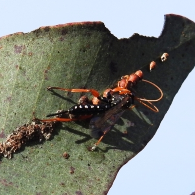 Echthromorpha intricatoria (Cream-spotted Ichneumon) at Lions Youth Haven - Westwood Farm A.C.T. - 9 Sep 2021 by HelenCross