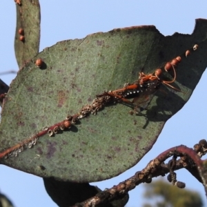 Echthromorpha intricatoria at Stromlo, ACT - 9 Sep 2021