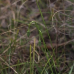 Microseris walteri (Yam Daisy, Murnong) at Cook, ACT - 9 Sep 2021 by Tammy