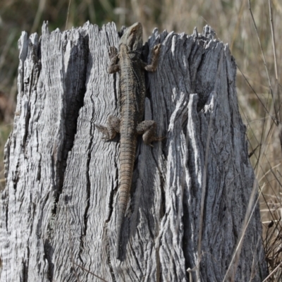 Pogona barbata (Eastern Bearded Dragon) at Cook, ACT - 9 Sep 2021 by Tammy