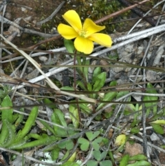 Oxalis sp. (Wood Sorrel) at Downer, ACT - 9 Sep 2021 by jbromilow50