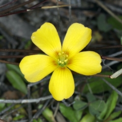 Oxalis sp. at Downer, ACT - 9 Sep 2021 11:14 AM