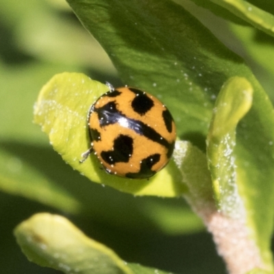 Coccinella transversalis (Transverse Ladybird) at Higgins, ACT - 9 Sep 2021 by AlisonMilton