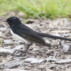 Rhipidura leucophrys (Willie Wagtail) at Hawker, ACT - 9 Sep 2021 by AlisonMilton
