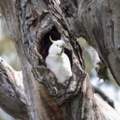 Cacatua galerita (Sulphur-crested Cockatoo) at Hawker, ACT - 9 Sep 2021 by AlisonMilton