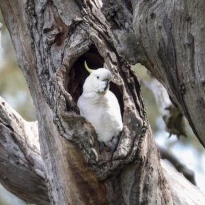 Cacatua galerita at Hawker, ACT - 9 Sep 2021 12:13 PM