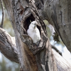 Cacatua galerita at Hawker, ACT - 9 Sep 2021 12:13 PM