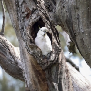 Cacatua galerita at Hawker, ACT - 9 Sep 2021 12:13 PM